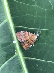 Choreutis achyrodes