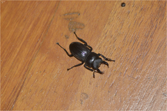 Dorcus rectus rectus