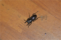 Dorcus rectus rectus