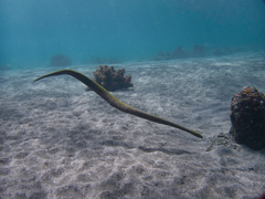 Acrochordus granulatus