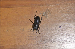 Dorcus rectus rectus