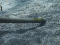 Acrochordus granulatus