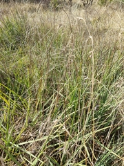 Dianella amoena