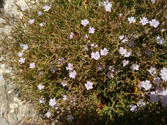 Limonium obtusifolium