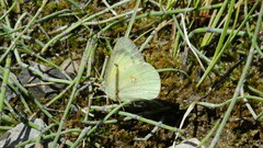 Colias christina