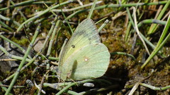 Colias christina
