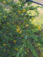 Pimelea serpyllifolia
