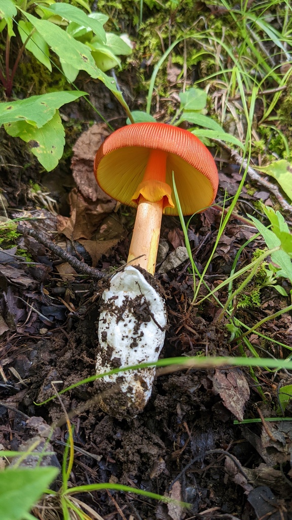 Amanita caesareoides · August 2022 · photo: © atsushi_nakajima_cirque (iNaturalist, cc-by)