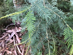 Acacia loroloba