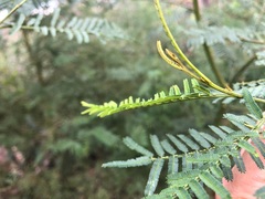 Acacia loroloba