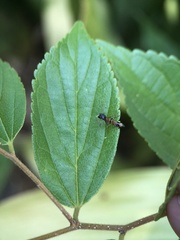 Myrmarachne elongata