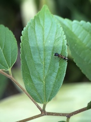 Myrmarachne elongata