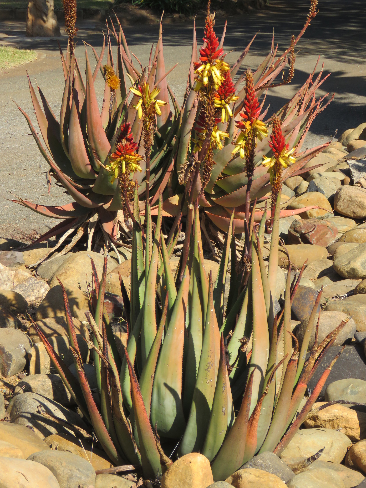 Dr Kirk's aloe (Aloe cryptopoda)  iNaturalist