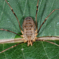 Oligolophus tridens