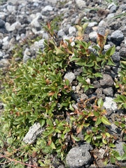 Salix tschuktschorum