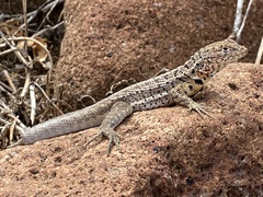 Microlophus indefatigabilis