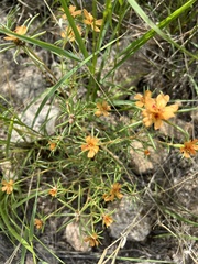 Portulaca suffrutescens