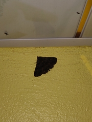 Metalectra praecisalis