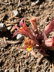 Aphyllon corymbosum