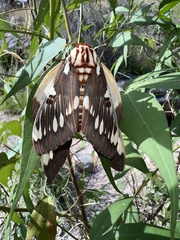 Citheronia splendens