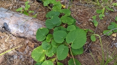 Matelea hirtelliflora
