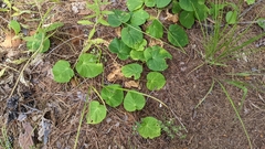 Matelea hirtelliflora