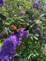 Aglais io