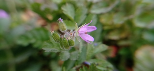 Musky stork's bill (Erodium moschatum)