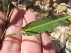 Urochloa arizonica