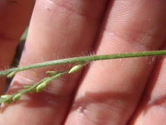 Urochloa arizonica