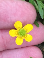 Ranunculus trilobus