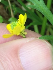 Ranunculus trilobus