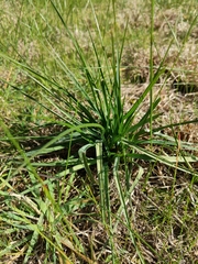 Caesia calliantha
