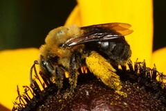 Melissodes bidentis