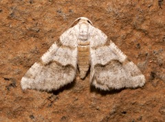 Macaria pallipennata