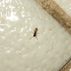 Tapinoma melanocephalum