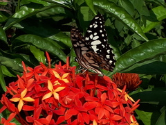 Papilio demoleus malayanus