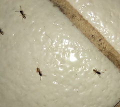 Tapinoma melanocephalum