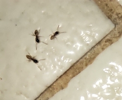 Tapinoma melanocephalum