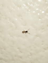 Tapinoma melanocephalum