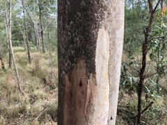 Eucalyptus major