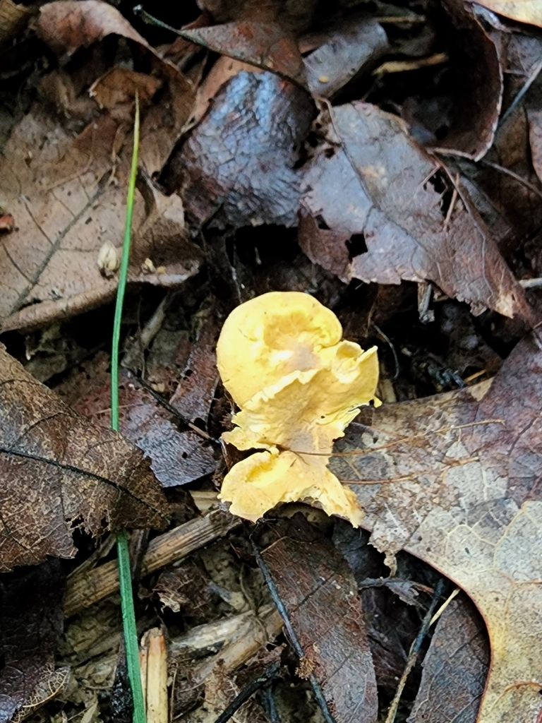 chanterelles from Washington Township, IN, USA on August 06, 2022 at 1005 AM by Stephen Russell