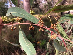 Eucalyptus major