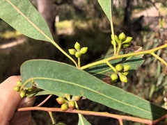 Eucalyptus major
