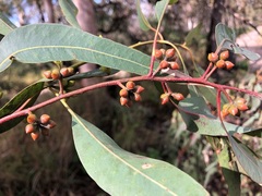 Eucalyptus major