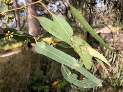 Eucalyptus major