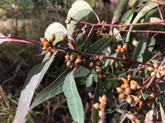Eucalyptus major