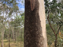 Eucalyptus major