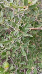Quercus frutex