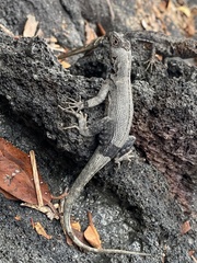 Microlophus albemarlensis